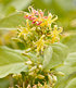 Bienenstrauch "Honeybee®",1 Pflanze (2)