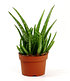 BIO-Aloe vera & Wüstenrose rot zum Vorteilspreis,2 Pflanzen (2)