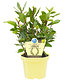 BIO-Gewürzlorbeer,1 Pflanze (2)