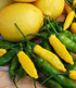BIO-Zitronen-Chili 1 Pflanze Capsicum (2)
