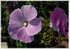 Blauer Hibiscus Alyogyne huegelii (2)