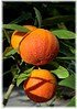 Blutorange Citrus sinensis ´Sanguinello` (2)