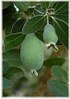 Brasilianische (Ananas) Guave Acca sellowiana ´Mammouth` (2)