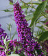Buddleia "Straight UP - Butterfly Tower",1 Pflanze (2)