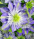 Clematis "Crystal Fountain TM Fairy Blue" & Rose "Blanche Colombe®" (2)