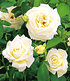Delbard Kletter-Rose "Blanche Colombe®",1 Pflanze (2)