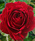 Delbard Kletter-Rose "Messire Delbard®",1 Pflanze (2)