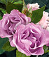 Delbard Parfum-Rose "Dioressence®",1 Pflanze (2)