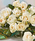 Delbard Parfum-Rose "Grand Nord®",1 Pflanze (2)