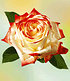 Delbard Parfum-Rose "Impératrice Farah®",1 Pflanze (2)