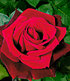 Delbard Parfum-Rose "Le Rouge et le Noir®",1 Pflanze (2)