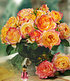 Delbard Parfum-Rose "Mitsouko®",1 Pflanze (2)