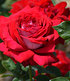 Delbard Rose der Liebe "Château de Versailles®",1 Pflanze (2)