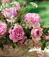 Delbard Rose der Liebe "Souvenir de Louis Amade®",1 Pflanze (2)