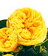 Delbard Rose der Liebe "Souvenir de Marcel Proust®",1 Pflanze (2)