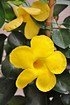 Dipladenie (Spalier gelb) - Dipladenia Sundaville Yellow (2)
