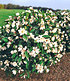 Duft-Magnolien-Hecke "Fairy",1 Pflanze (2)