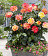 Duft-Rose "Twister Select®",1Pflanze (2)