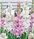 Duft-Tuberose The Pearl & PinkSaphier 3 Knollen (2)