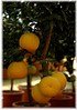 Duftorange, Chinotto Citrus myrtifolia (2)