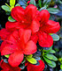 Durchblühende Azaleen "Bloom Champion" 3 Farben, 3 Pflanzen (2)