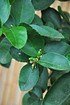 Echte Limette (Caipi-Limette) Citrus aurantifolia (2)