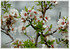 Echter Mandelbaum Prunus dulcis ´Tuono` (2)