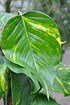 Efeutute am Stock - Epipremnum pinnatum (2)