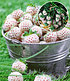 Erdbeer-Raritäten "Sengana® Selektion & Natural White",9 Pflanzen (2)