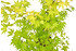 Fächerahorn (Orange Dream) - Acer palmatum Orange Dream (2)