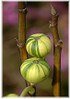Feige Ficus carica ´Variegata` (gestreifte Früchte) (2)
