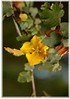 Flanellstrauch Fremontodendron californicum (2)