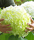 Freiland-Hortensie "Incrediball®",1 Pflanze (2)