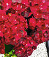Freiland-Hortensie "Ruby Tuesday®" 12 cm Topf,1 Pflanze (2)