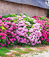 Freiland-Hortensien-Hecke "Pink-rosé",3 Pflanzen (2)