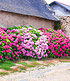 Freiland-Hortensien-Hecke "Pink-rosé",3 Pflanzen (3)