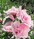 Gefüllter Hibiskus "Chiffon®" pink,1 Pflanze (2)