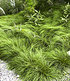 Gräser-Teppich "Carex Remota",3 Pflanzen (2)