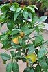 Grapefruitbaum (Pampelmuse, Pomelo) (2)