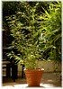 Grünrohr-Bambus Phyllostachys bissettii (2)