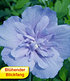 Hibiskus Chiffon®-Kollektion, 2 Pflanzen (2)