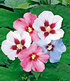 Hibiskus-Hecke,10 Pflanzen (2)
