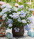 Hortensie "French Bolero Blue®",1 Pflanze (2)
