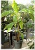 Japanische Faser Banane Musa basjoo (2)