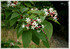 Japanischer Losbaum Clerodendrum trichotomum (2)
