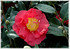 Kamelie Camellia japonica ´Adolphe Audusson` (2)