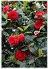 Kamelie Camellia japonica ´Black Lace` (2)