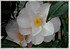 Kamelie Camellia japonica ´Hagoromo` (2)