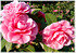 Kamelie Camellia japonica ´Mrs Tingley` (2)