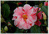 Kamelie Camellia japonica ´Oki-no-Nami` (2)
